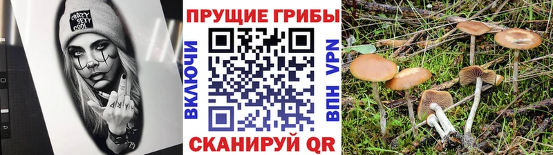 Галлюциногенные грибы Psilocybe  Велиж 